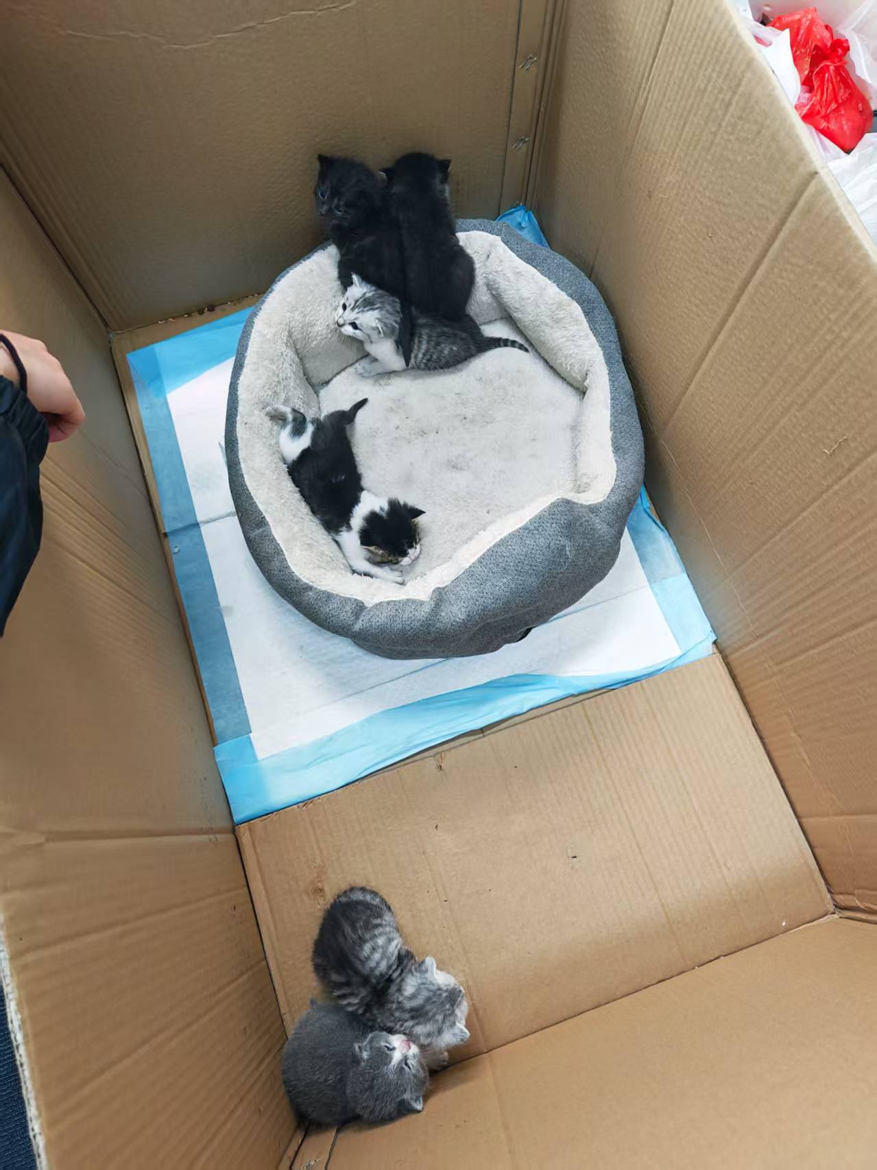 五只小奶猫